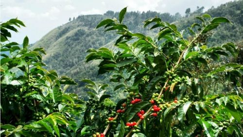 Tưới Cà Phê Bằng Béc Tưới Tự Động Đem Lại Nhiều Lợi Ích Cho Nhà Nông