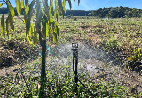 BÉC TƯỚI SẦU RIÊNG - BÍ QUYẾT CHO VƯỜN CÂY TRỒNG ĐẠT HIỆU SUẤT CAO