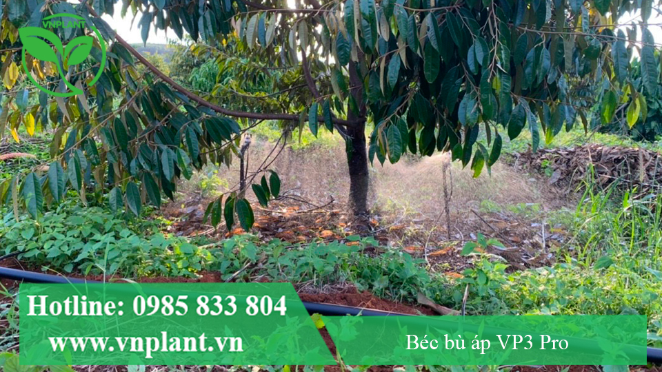 béc VP3 pro tưới cho cây sầu riêng lớn mỗi cây 2 béc