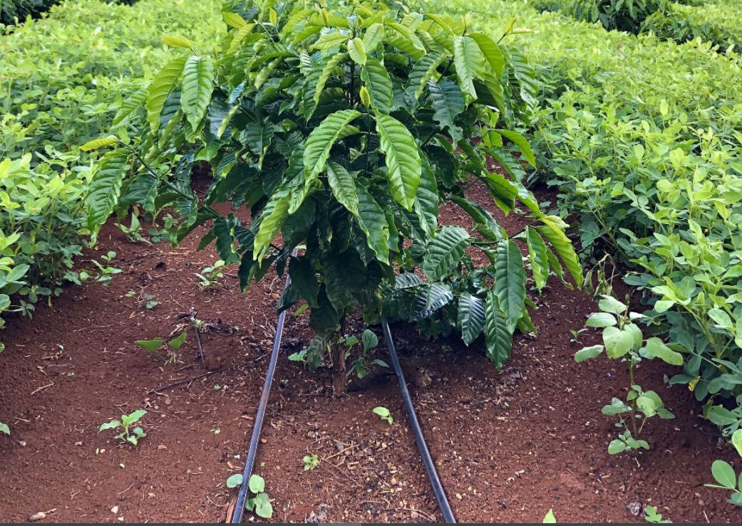 Tìm Hiểu Loại Béc Tưới Nước Phổ Biến Cho Cà Phê