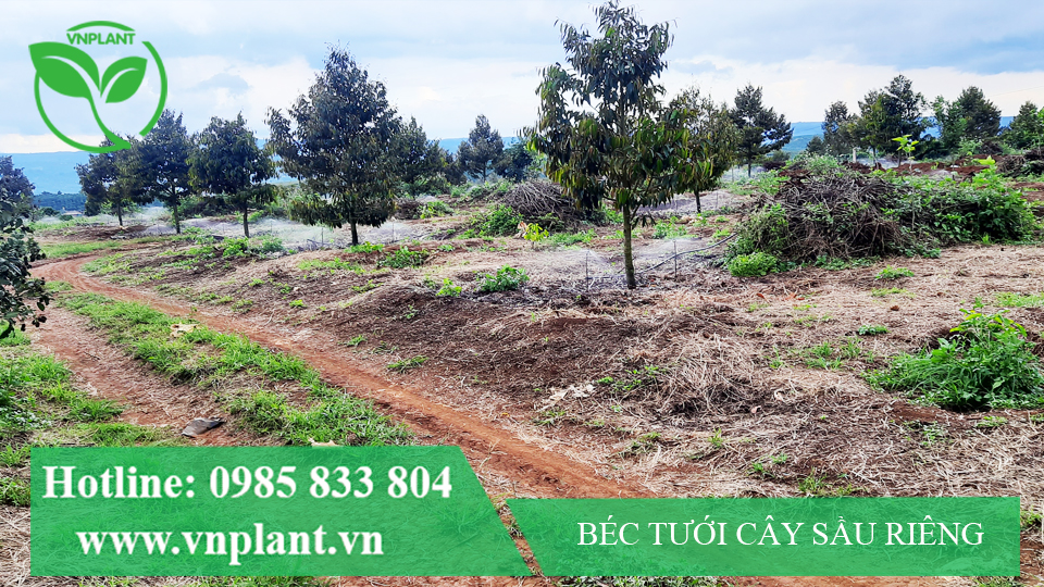 Béc tưới cây sầu riêng 