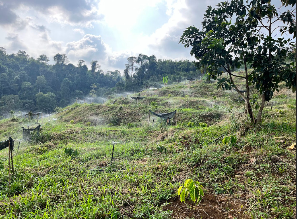 Cà Phê Tây Nguyên Tiết Kiệm Nước Vượt Trội Với Hệ Thống Béc Tưới Tự Động.