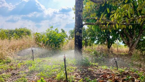 Kế Hoạch Nâng Cấp Béc Tưới Sầu Riêng Từ 1 Năm Đến 10 Năm Tuổi