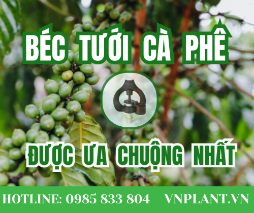 Béc Tưới Cho Cây Cà Phê Trong Vườn Tại Khu Vực Tây Nguyên
