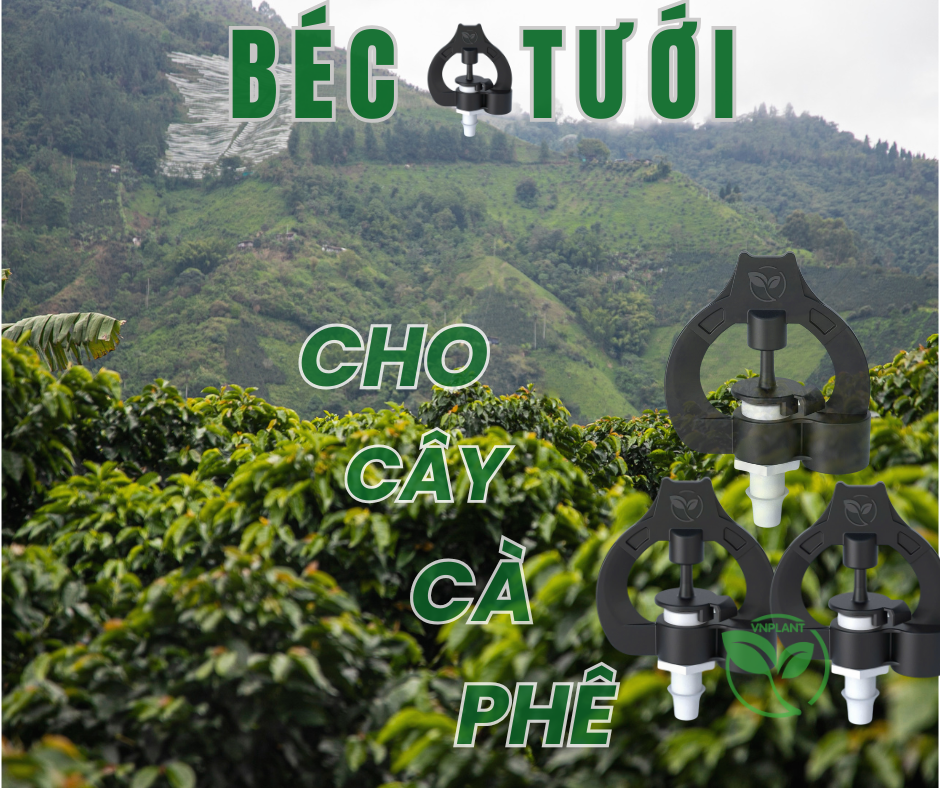 Béc Tưới Cho Cây Cà Phê 