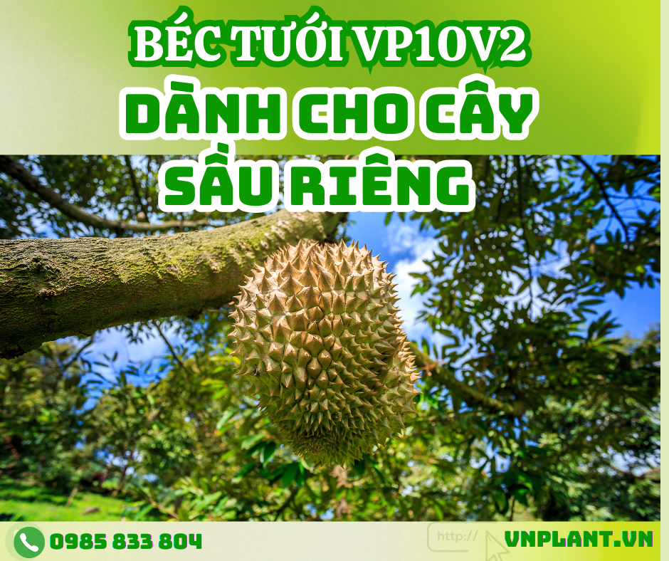 Béc Tưới VP10V2 Tối Ưu Cho Cây Sầu Riêng