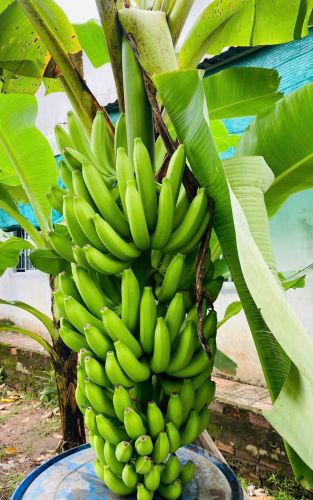Đưa Năng Suất Vườn Chuối Ở Cấp Độ Mới Với Béc Tưới Phun Xa