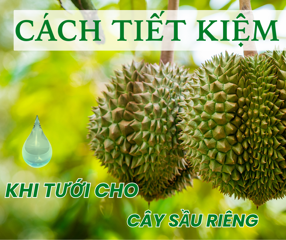 Cách Tiết Kiệm Nước Khi Tưới Cây Sầu Riêng
