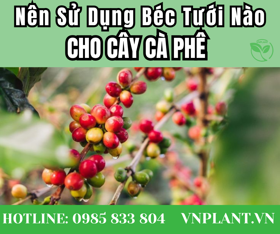 Nên Sử Dụng Béc Tưới Nào Cho Cây Cà Phê