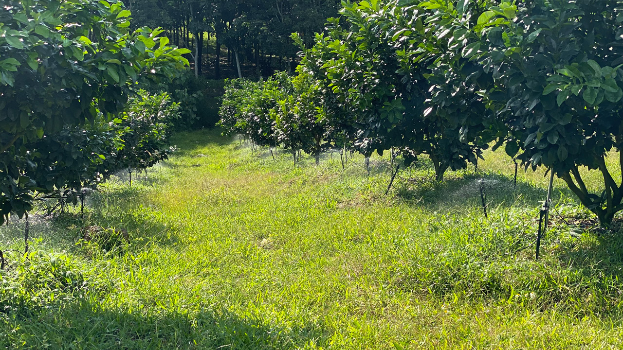 HỆ THỐNG TƯỚI CHO CÂY BƯỞI