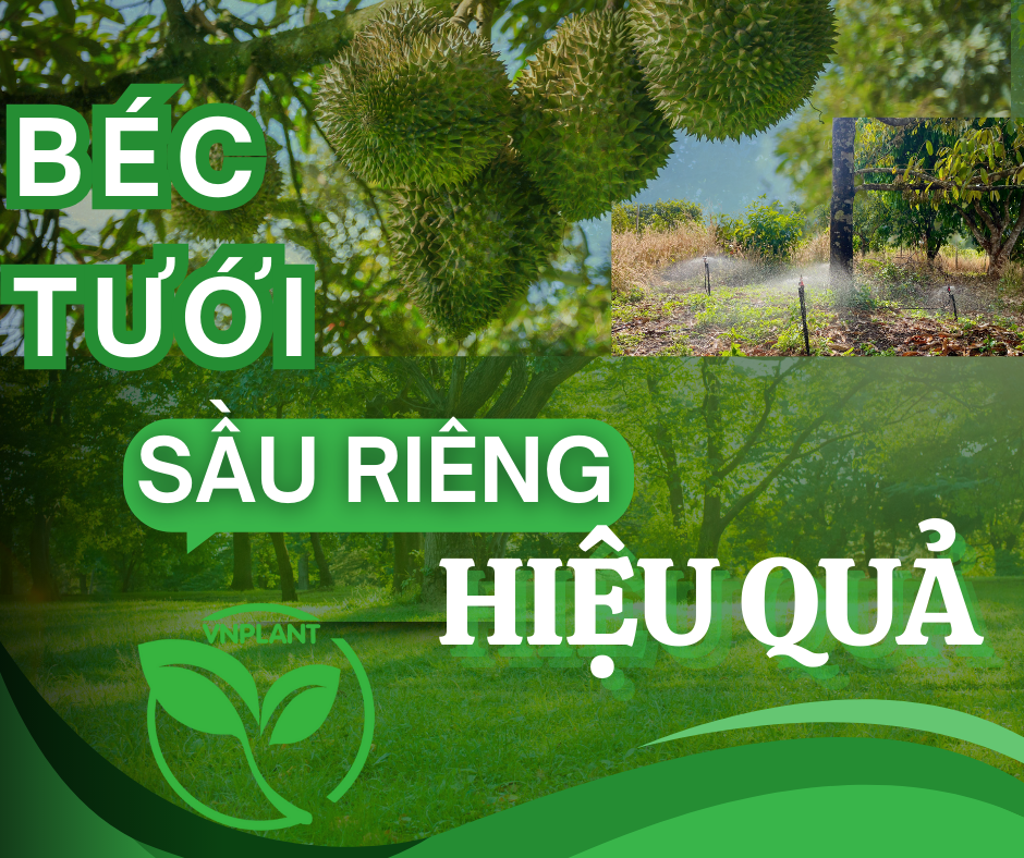 Béc Tưới Sầu Riêng Tưới Hiệu Quả