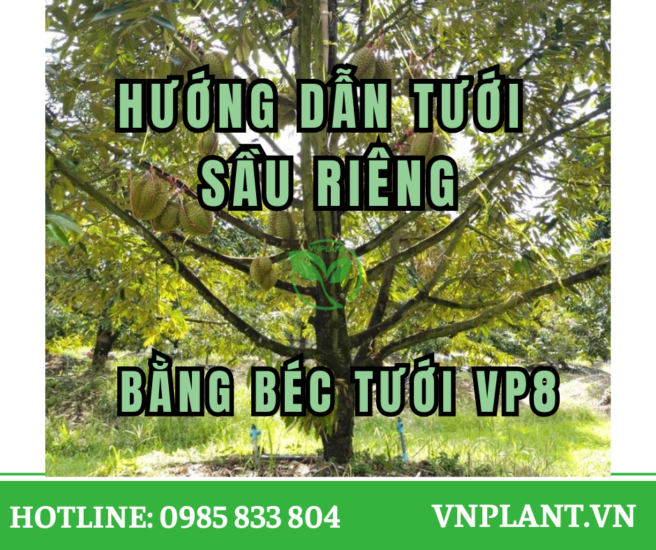 Hướng Dẫn Tưới Sầu Riêng Bằng Béc VP8