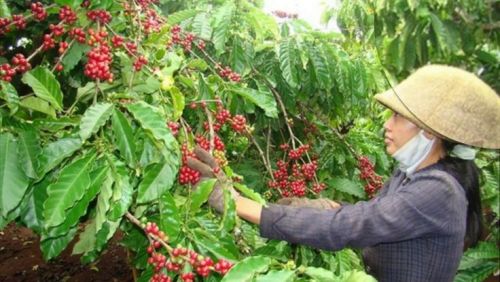 Giải Pháp Hiệu Quả Đáp Ứng Nhiều Thách Thức Trong Tưới Cà Phê