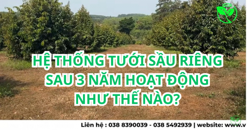 Hệ Thống Tưới Sầu Riêng Sau 3 Năm Ống Không Hư Béc Vẫn Tưới Tốt