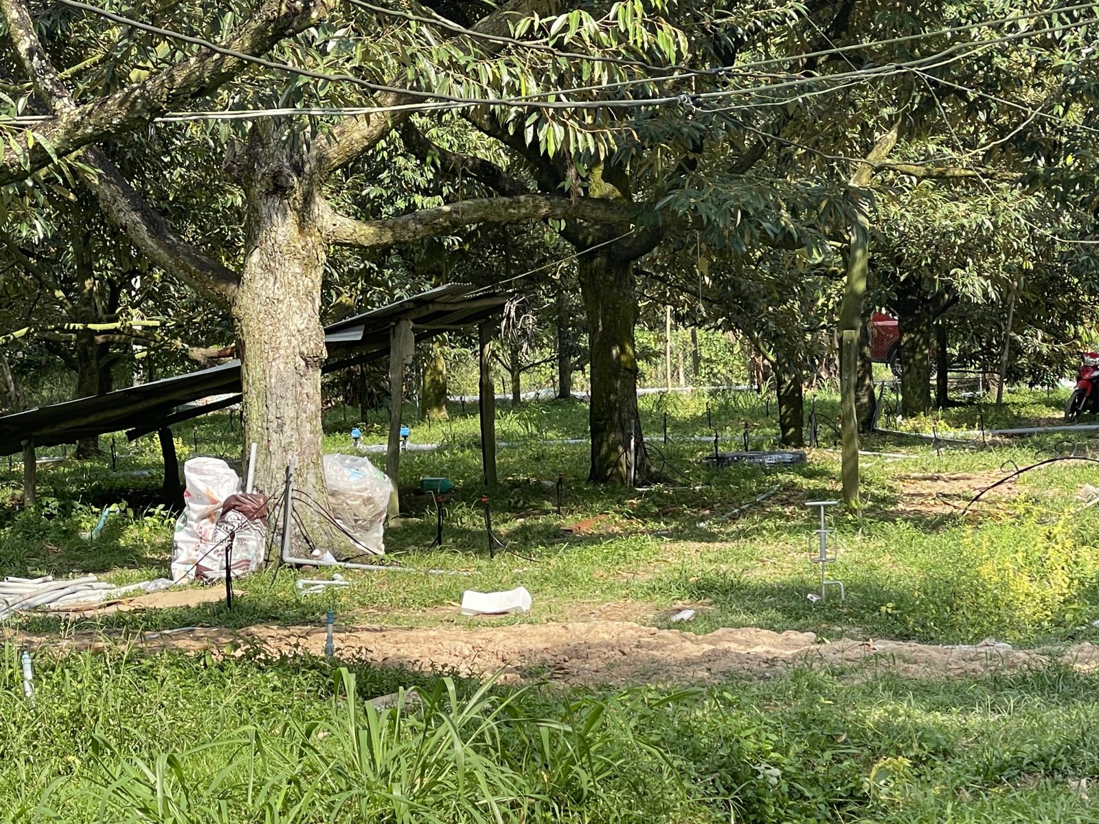 hệ thống tưới sầu riêng