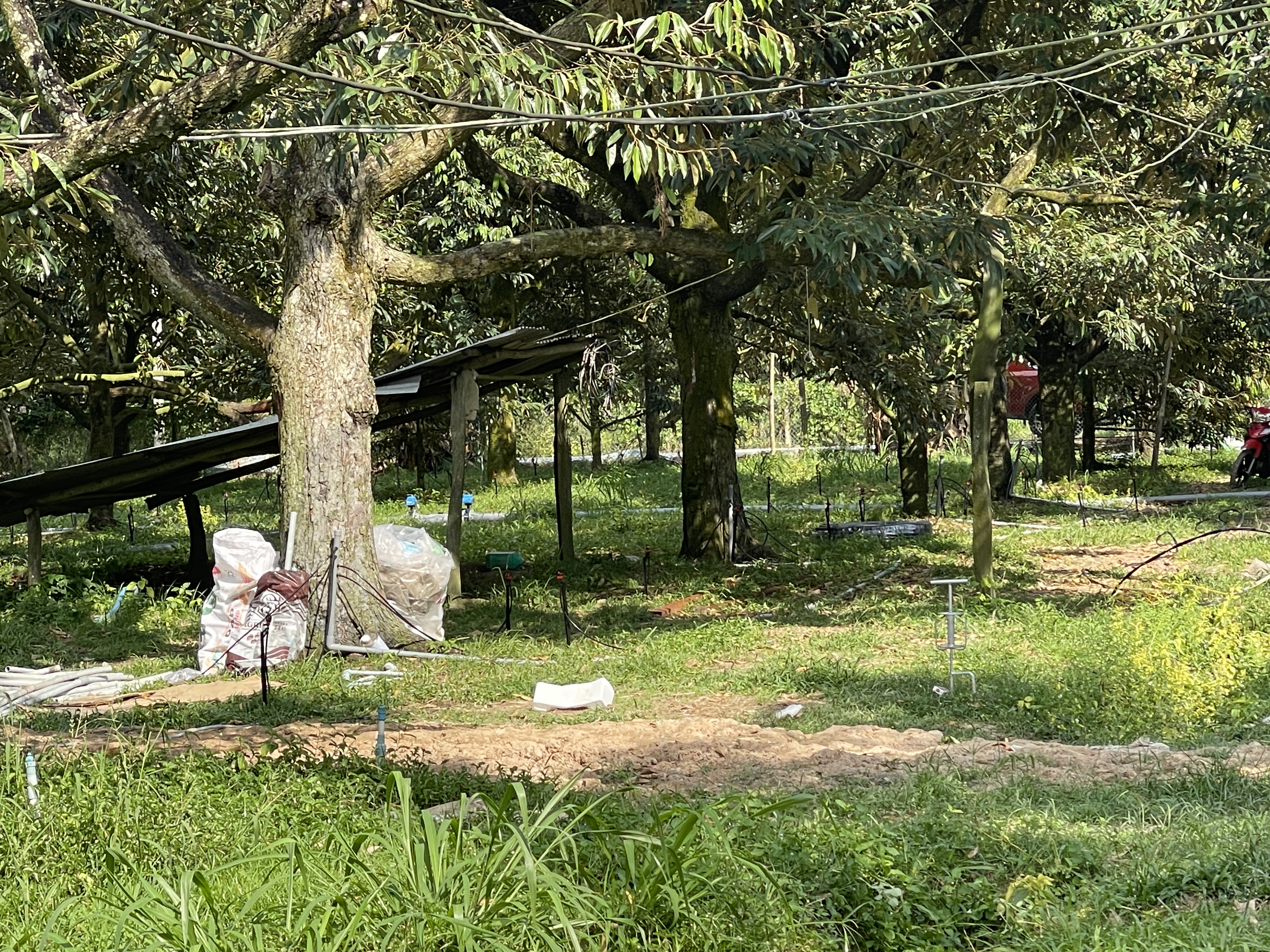 Những Lợi Ích Không Ngờ Từ Béc Tưới Cho Cây Sầu Riêng