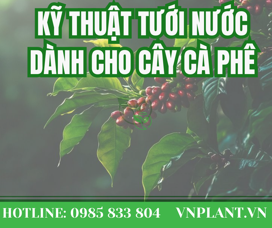 Kỹ Thuật Tưới Nước Cho Cây Cà Phê