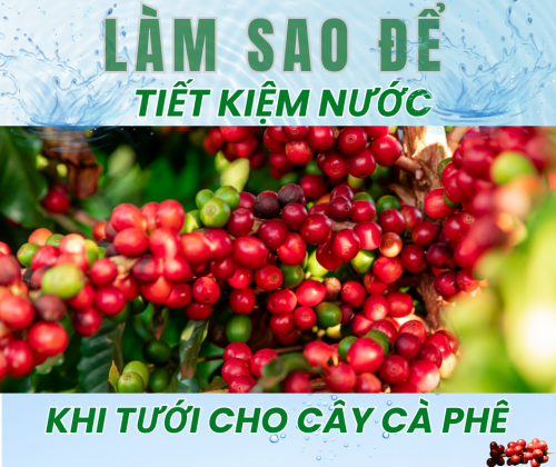 Làm Sao Để Tưới Cà Phê Hiệu Quả Tiết Kiệm Nước