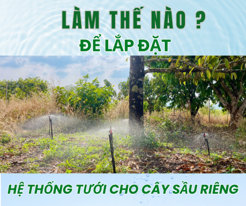 Làm Thế Nào Để Lắp Đặt Hệ Thống Tưới Cho Cây Sầu Siêng