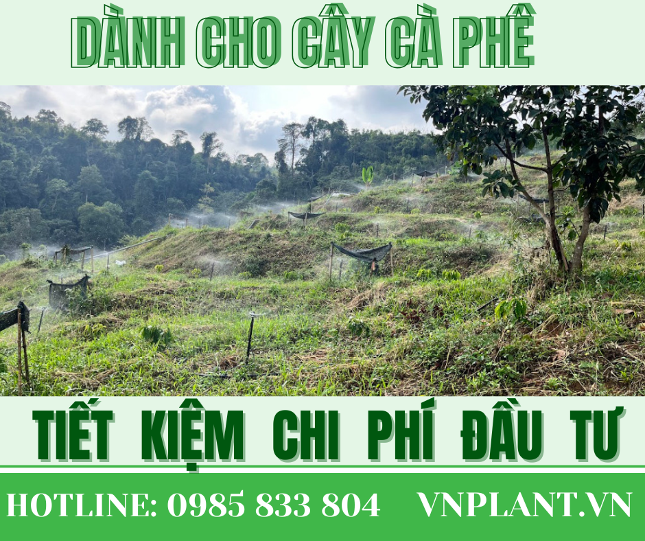 Tiết Kiệm Chi Phí Đầu Tư Hệ Thống Tưới Cây Cà Phê 