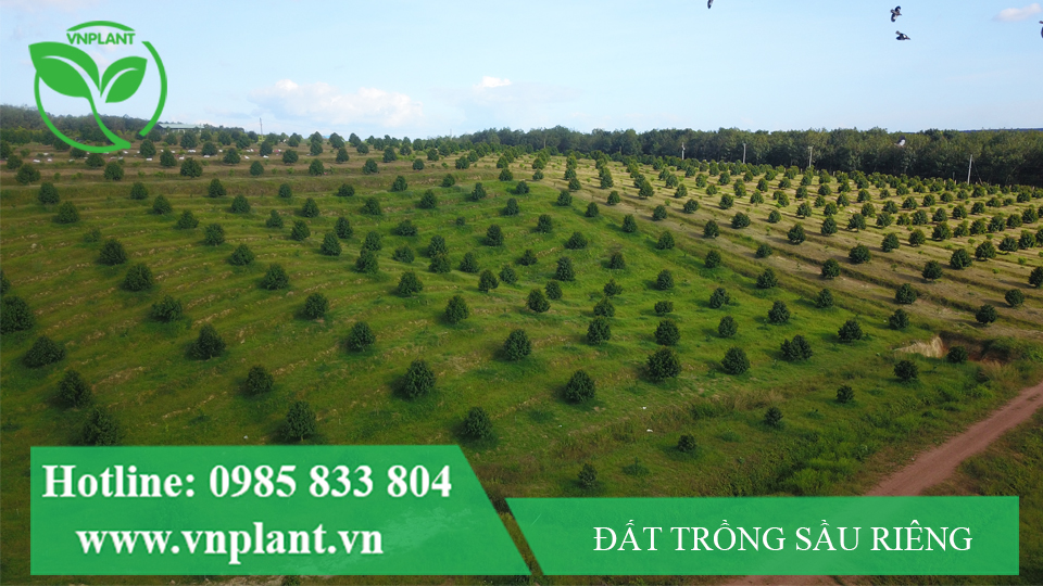 Quy hoạch đất trồng sầu riêng chuẩn tại Bình Phước