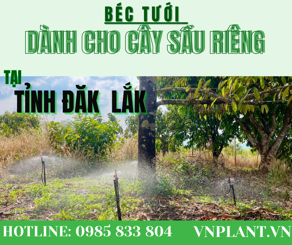 Béc Tưới Dành Cho Cây Sầu Riêng Tại Tỉnh Đăk Lăk