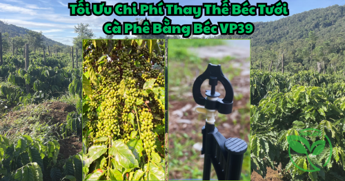 Tối Ưu Chi Phí Thay Thế Béc Tưới Cà Phê Bằng Béc VP39