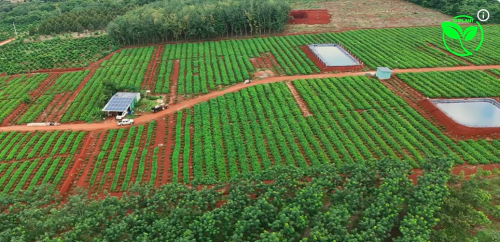 Báo Giá Chi Phí Lắp Hệ Thống Tưới 1 Ha Cà Phê Bao Nhiêu Tiền?
