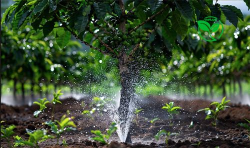 Mô hình béc tưới tiết kiệm nước cho cây cà phê: Giải pháp bền vững cho sự phát triển nông nghiệp