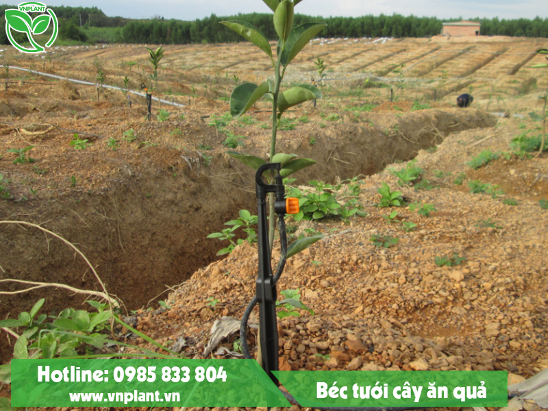 Vnplant.vn - Đơn vị chuyên cung cấp, lắp đặt hệ thống béc tưới cây ăn quả rẻ nhất Lâm Đồng