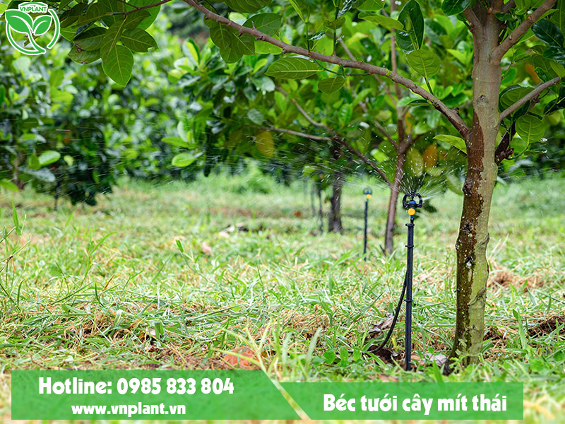 Nên chọn các loại béc tưới cây ăn quả như béc tưới bù áp BSSUPER, S2000, BS5000 Pro