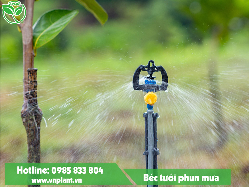 BÉC TƯỚI CÂY PHUN MƯA TẠI LÂM ĐỒNG