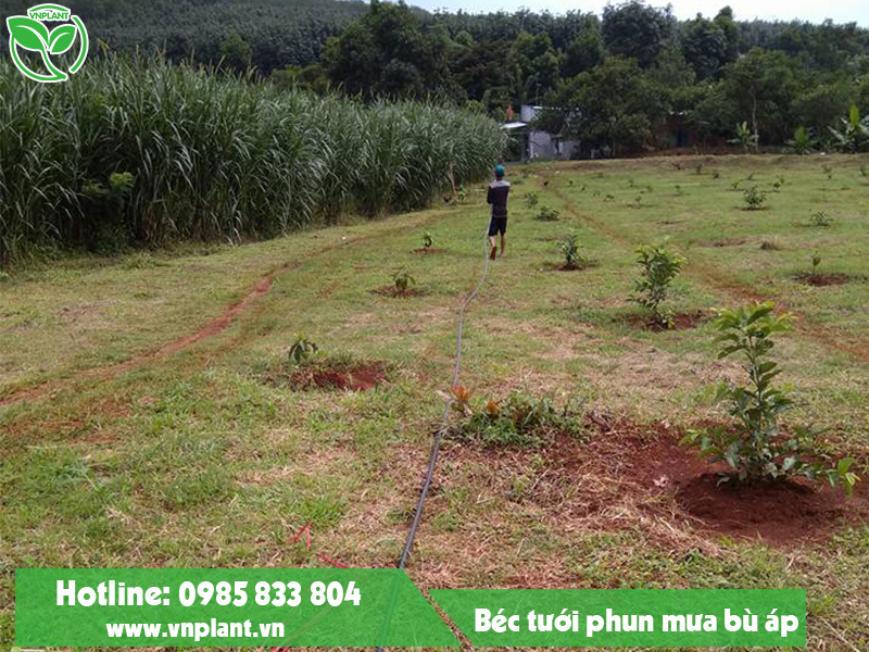 Lắp đặt hệ thống béc tưới phun mưa bù áp cho vườn cây ăn trái tại Lâm Đồng