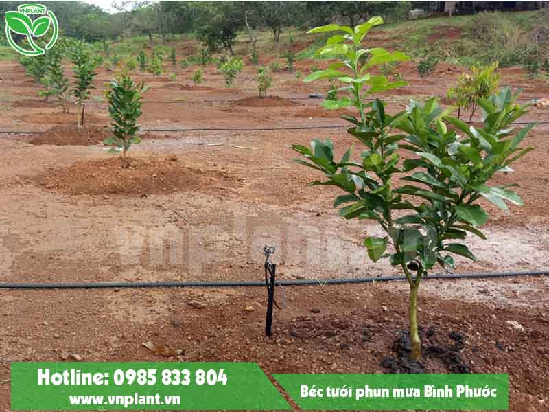 BÉC TƯỚI PHUN MƯA CỤC BỘ TẠI BÌNH PHƯỚC