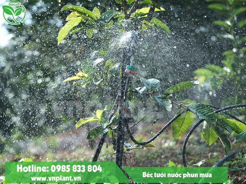 bec-tuoi-ca-phe-vnplant-chong-han-mua-kho