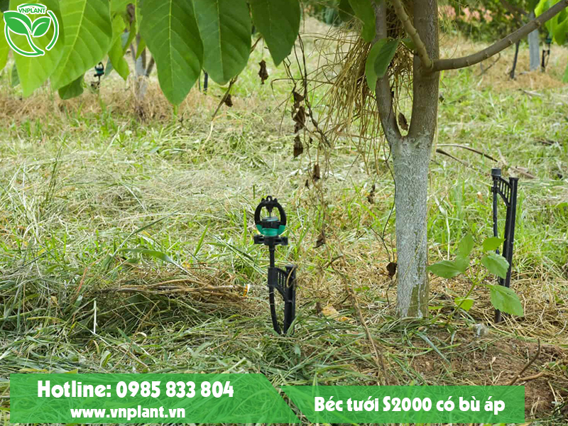 Béc tưới S2000 có bù áp là giải pháp tưới tiết kiệm nước hữu hiệu nhất cho vườn cây