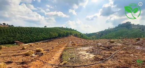 Béc VP39 Giải Pháp Tưới Cà Phê Đất Dốc Đều 100% Cho Mùa Khô 2026