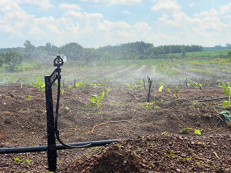 Năng Suất Gấp Đôi Nhờ Béc Tưới Chuối Phun Xa Tối Ưu