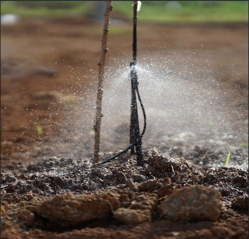 Béc VP39 Có Nên Sử Dụng Tưới Cà Phê Hay Không