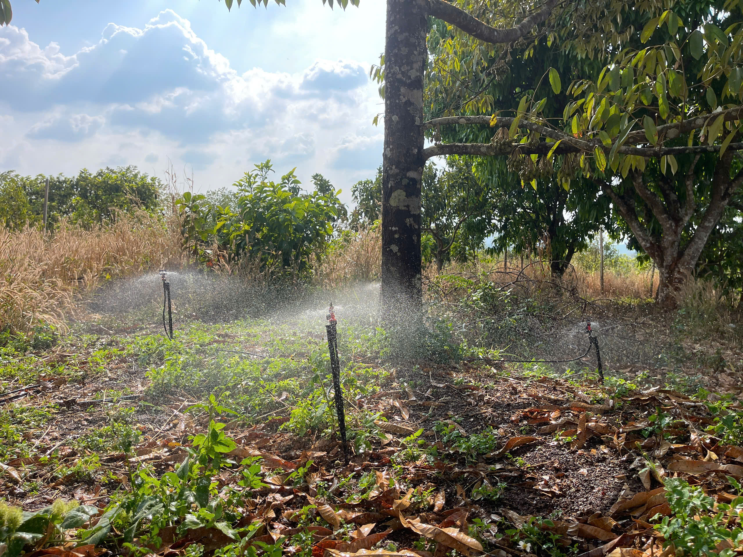 Béc Tưới Sầu Riêng Tốt Nhất 2026