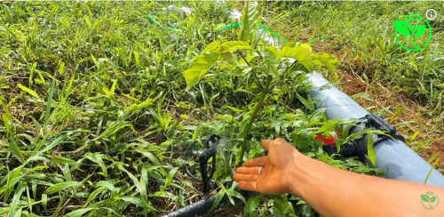 Béc Tưới VP39 VNPLANT Giải Pháp Tưới Cà Phê Hiệu Quả Cho Bà Con Tây Nguyên
