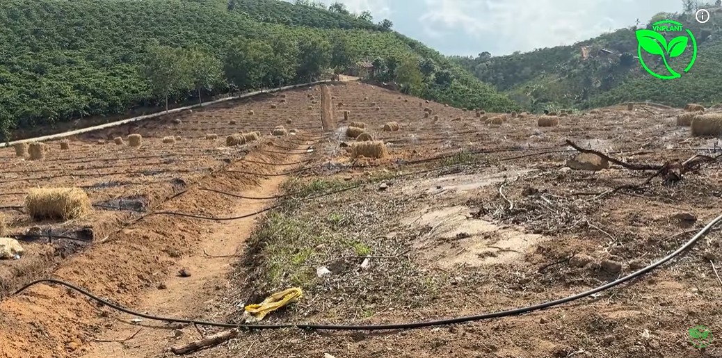 Bí Quyết Tưới Đều Cả Đồi Cà Phê Bằng Béc Tưới Bù Áp VP39