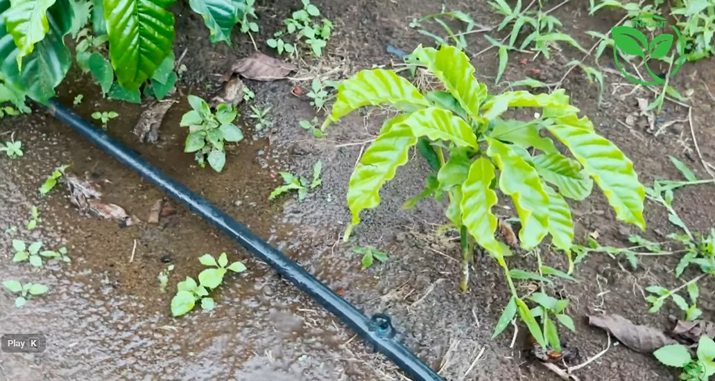 Băn Khoăn Chi Phí Đầu Tư Béc Tưới VP39 Cho Cây Cà Phê