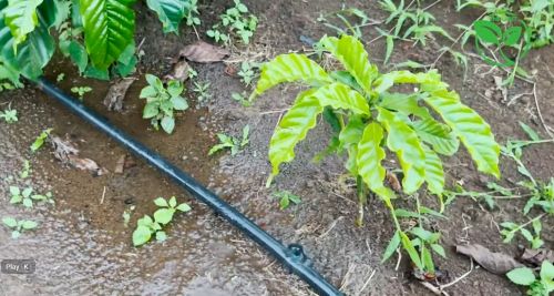 Băn Khoăn Chi Phí Đầu Tư Béc Tưới VP39 Cho Cây Cà Phê