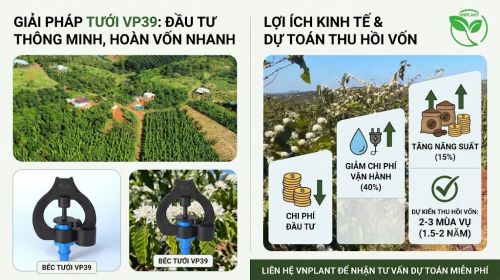 Bỏ Chi Phí Đầu Tư Béc VP39 Cho Vườn Cà Phê Sau Bao Lâu Thì Thu Hồi Vốn