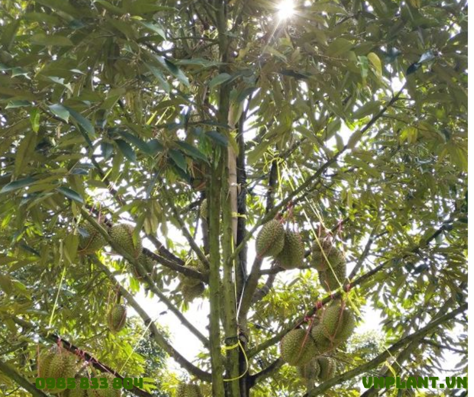 Giải Pháp Thời Tiết Khắc Nghiệt Cho Cây Sầu Riêng Béc Tưới VP10V2 