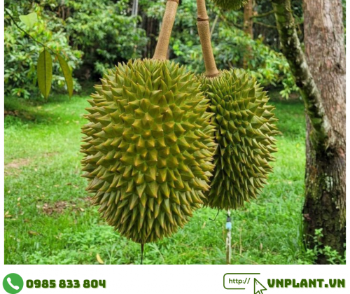 Làm Thế Nào Để Tưới Sầu Riêng Phát Triển Tốt