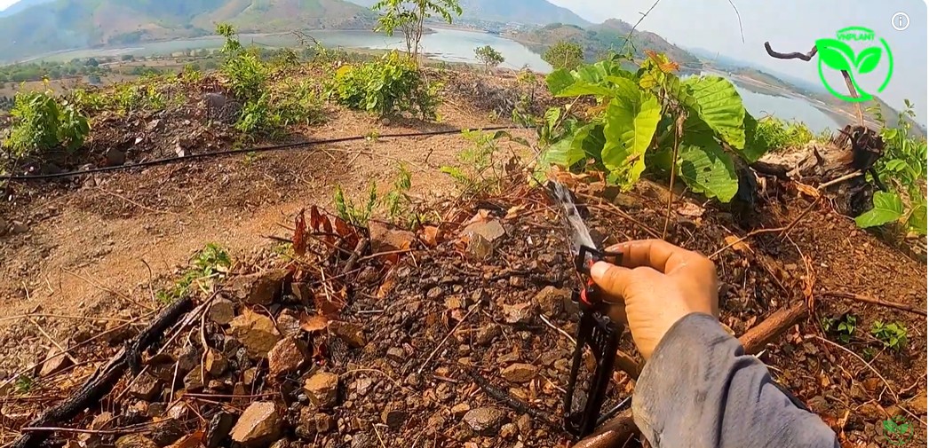 Đầu Tư Béc VP8 Chỉ Một Lần Cho Cây Sầu Riêng