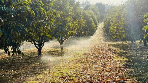 Tại Sao Hệ Thống Tưới Lại Quan Trọng Cho Sầu Riêng Giai Đoạn Ra Hoa