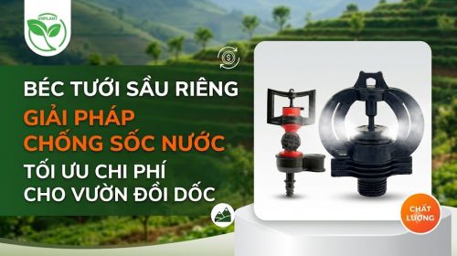 Béc Tưới Sầu Riêng Giải Pháp Chống Sốc Nước Tối Ưu Chi Phí Cho Vườn Đồi Dốc